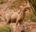 Desert Bighorn Sheep-6034.jpg